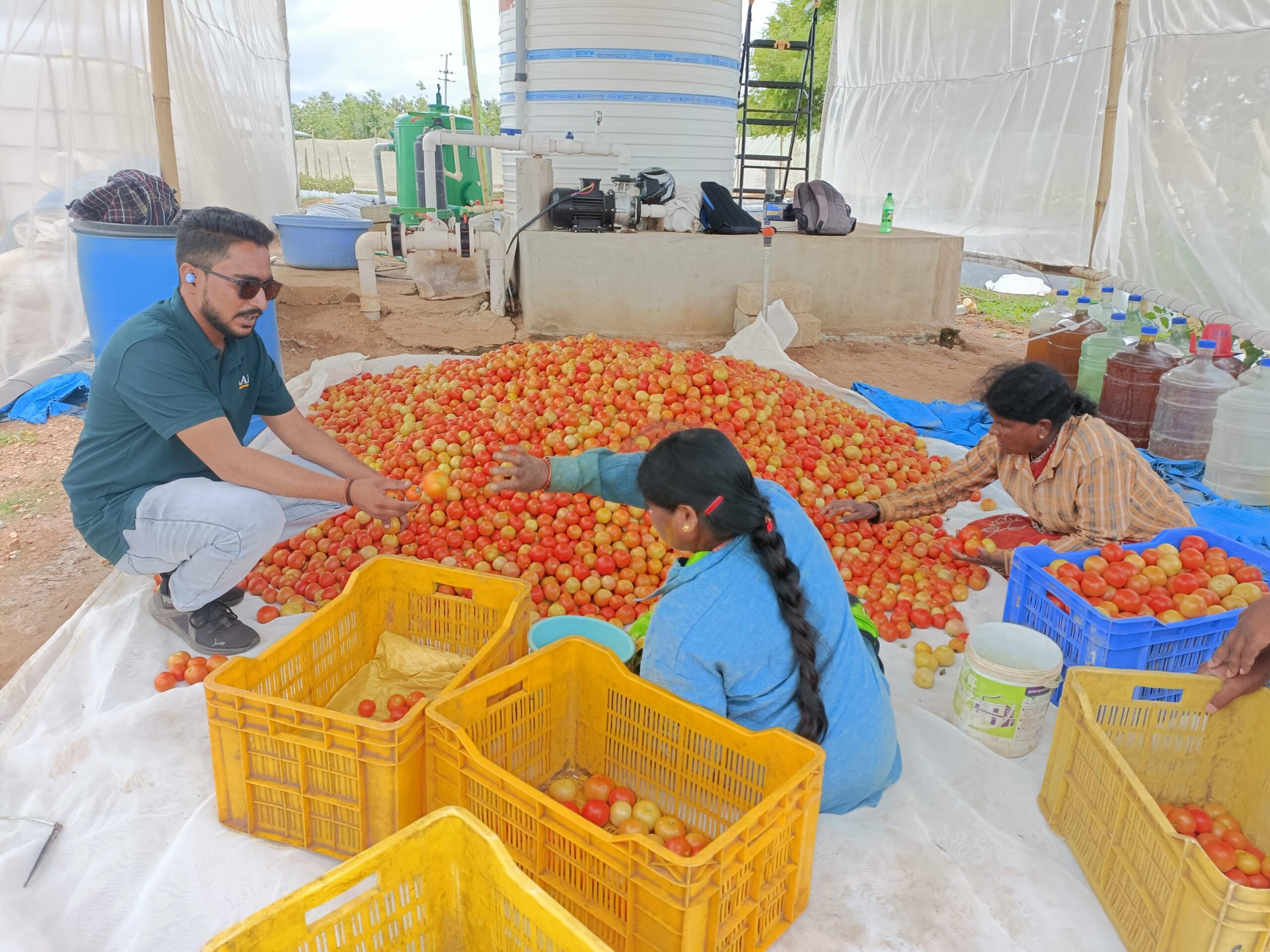 Unravelling Tomato Price Hikes: How FAAB Farms Thrived Amidst Challenges